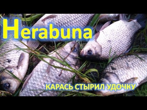Видео: ХЕРАБУНА  КАРАСЬ СТЫРИЛ УДОЧКУ