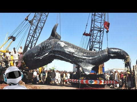 Видео: 10 САМЫХ БОЛЬШИХ РЫБ И УЛОВОВ В МИРЕ