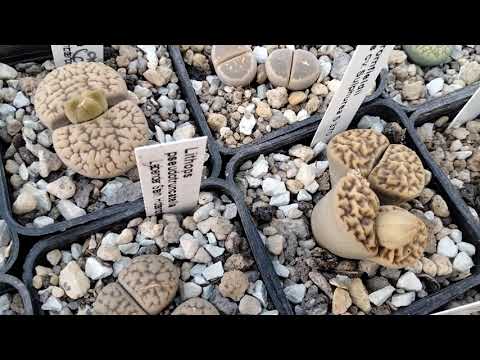 Видео: Суккуленты.Литопсы.Конофитумы.Цветение.
