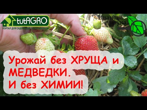 Видео: ЗЕМЛЯНИКА БЕЗ ХРУЩА и МЕДВЕДКИ! Как избавиться от ХРУЩА без ХИМИИ.