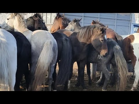 Видео: 10.11.2024Тараз Жамбыл Ас-ер мал базар жылқылар бағасы.Horse market Kazakhstan