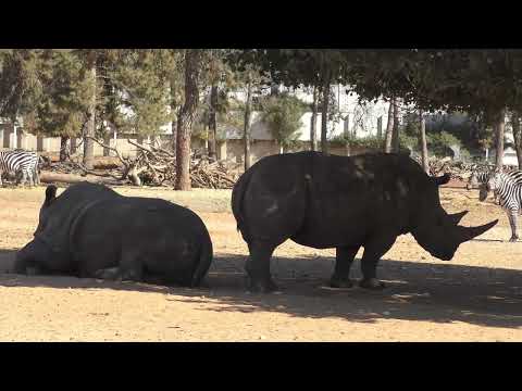 Видео: Сафари Парк Рамат Ган