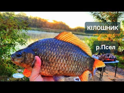 Видео: ✅️ ФІДЕРНА РИБАЛКА НА ПСЛІ У ВЕРЕСНІ 💥 ВЛІТАЮТЬ КІЛОГРАМОВІ КАРАСІ 😱