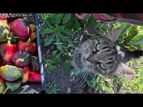 Видео: Заинтересовало сделала вкусно! Жизнь простых людей в деревне