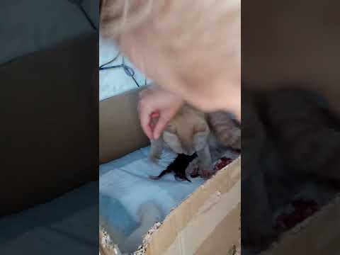 Видео: Первые роды шотландской кошки