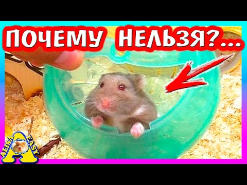Видео: ПОЧЕМУ НЕЛЬЗЯ  ГУЛЯТЬ С ХОМЯКОМ / ПРОГУЛОЧНЫЙ ШАР ДЛЯ ХОМЯКА / НЕ МУЧЬ ХОМКИ / Alisa Easy Pets
