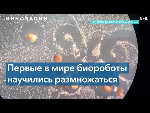 Видео: Ксеноботы могут помочь со сбором пластика и в регенеративной медицине