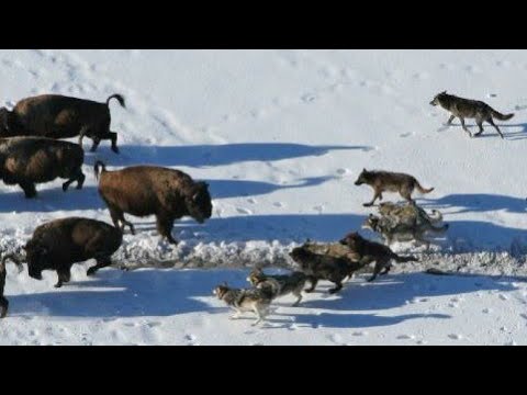 Видео: Стая ВОЛКОВ Окружила БИЗОНОВ. Вот Что Было Дальше...