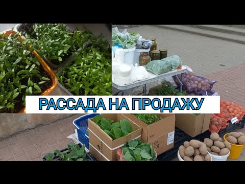 Видео: РАССАДА НА ПРОДАЖУ//МОЙ ОПЫТ
