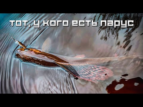 Видео: Тот, у кого есть парус: ловим хариуса и форель
