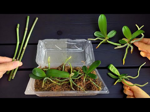 Видео: Старый пластиковый контейнер? Сухой мох! Размножайте орхидеи самым простым способом в мире.