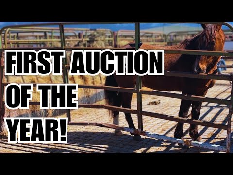 Видео: Найду ли я то, что ищу, на этом ЛОШАДНОМ АУКЦИОНЕ?! 🤞