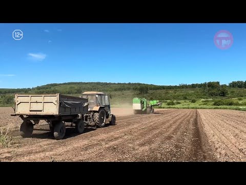 Видео: 🥔 Урожайность раннего картофеля увеличилась в Приморье