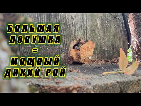 Видео: Проходка по ловушкам. Ловим дикие рои