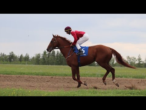 Видео: Скаковой день 12 июня. Дистанция 2400 м. Норт Сейвер