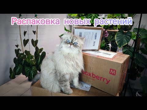 Видео: Открываю посылки с новыми растениями😲 Редкие новинки и разочарование😭