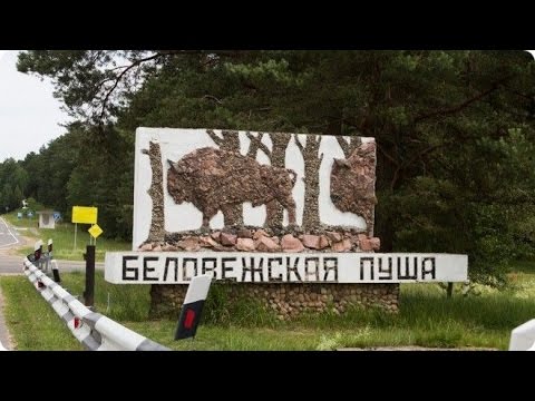 Видео: Беловежская пуща вольеры с животными