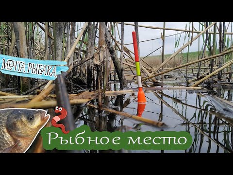 Видео: Рыбалка на карася на поплавочную удочку. Рыбное место