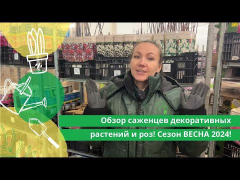 Видео: Обзор саженцев декоративных растений и роз! Сезон ВЕСНА 2024!
