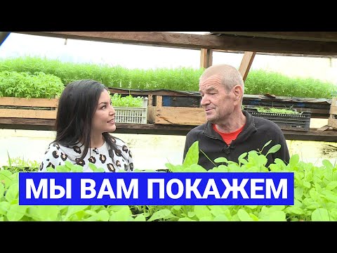 Видео: Мы вам покажем: Высаживаем клубнику в тепличных условиях