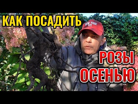Видео: Только при такой осенней посадке РОЗЫ плетистые хорошо приживаются, зимуют и обильно цветут #garden
