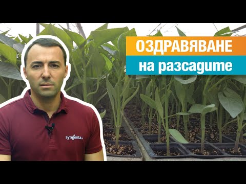 Видео: Присаждане на дини, еп. 5: Оздравяване на разсадите