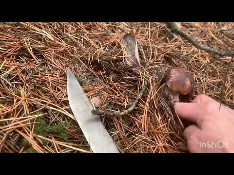 Видео: Ще трошки грибів))