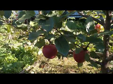 Видео: Несколько поздних сортов для Питера.