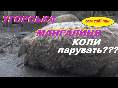 Видео: В якому віці парувать Угорську Мангалицю