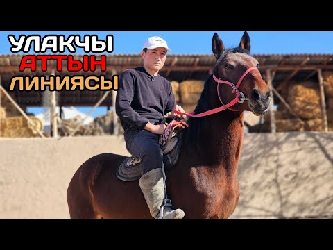 Видео: ТЕГИ БАР ТОРУ