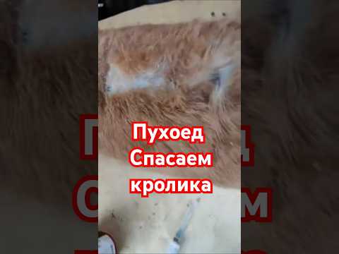 Видео: #пухоед #животные #лпхдикие #кролики #бургундскиекролики