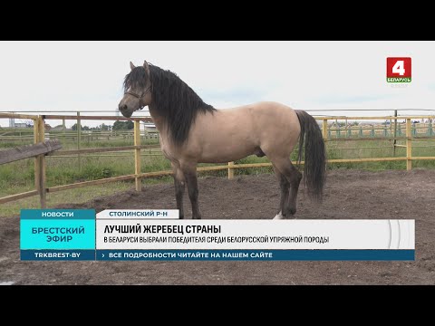 Видео: ЛУЧШИЙ ЖЕРЕБЕЦ СТРАНЫ