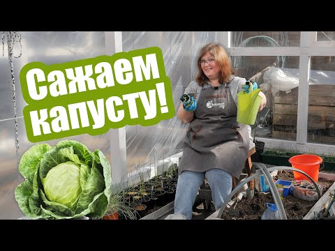 Видео: Капуста семенами и рассадой в открытый грунт. Когда и как сажать капусту