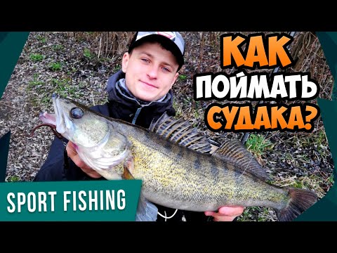 Видео: СЕКРЕТЫ и ТАКТИКА ловли судака весной! КАК ПОЙМАТЬ пассивного судака на ДЖИГ-РИГ?