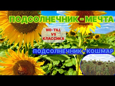 Видео: Прямой посев спасает подсолнечник: Невероятный контраст на двух полях!