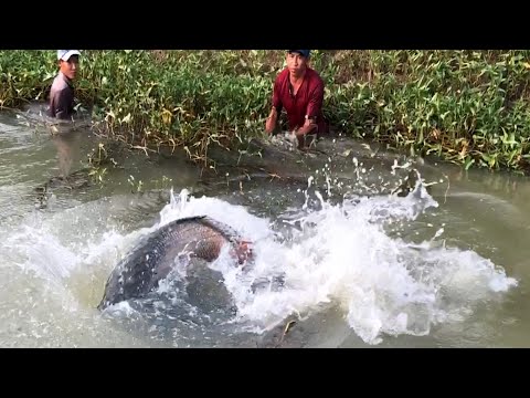 Видео: Охота на гигантских рыб-драконов из реки Амазонки