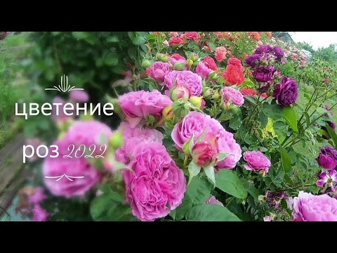 Видео: Цветение роз 2022