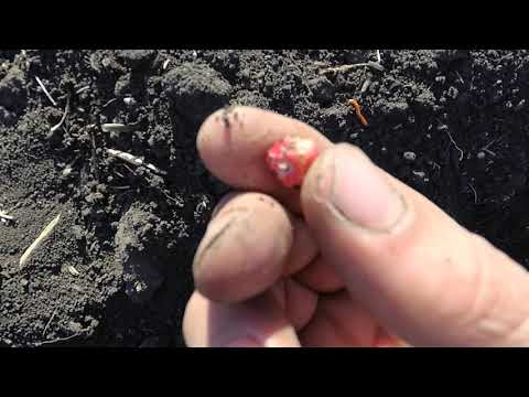 Видео: ВСХОДЫ КУКУРУЗЫ 2020 ОТМЕНЯЮТСЯ!!! Осторожно вредители!!!