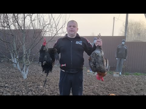 Видео: ШУРПА ИЗ ДОМАШНЕГО ПЕТУХА очень вкусный рецепт