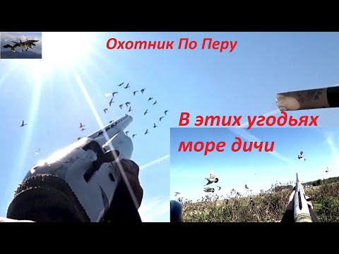 Видео: Охота на уток "Утки, куропатки повсюду "