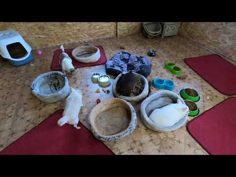 Видео: ЩЕНКИ ЧИХУАХУА ВЕС 3 КГ РОДЫ - КЕСАРЕВО СЕЧЕНИЕ ПРИ РОДАХ / ПИТОМНИК МАРИ МИСТИК / MAGIC PETS ЧИХУА