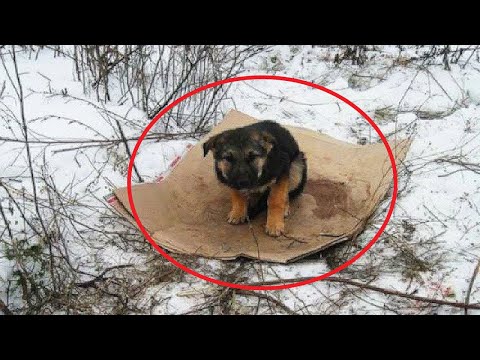 Видео: Спасая окоченевшего щенка, молодые люди никак не ожидали такого исхода…