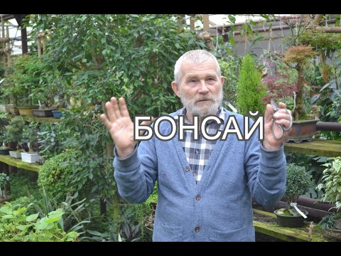 Видео: Бонсай уход в конце зимы.