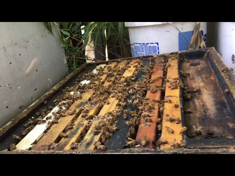 Видео: Как мы ловим рои в США. Пчеловодство в Америке.