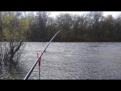 Видео: Фидер на Десне.Всегда останешься с рыбой!Ловля густеры весной 2021.