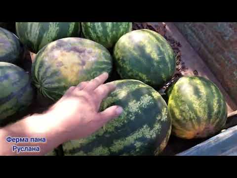 Видео: Перша вибірка кавуна 🍉 /// чи є він  та який?