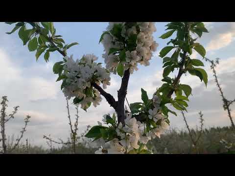 Видео: Интенсивный бак