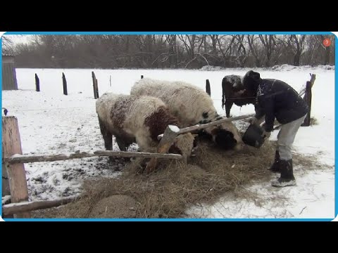 Видео: СЕЗОН НАЧАЛСЯ ПЕРВЫЙ ПОШЕЛ, ЖИЗНЬ В ДЕРЕВНЕ