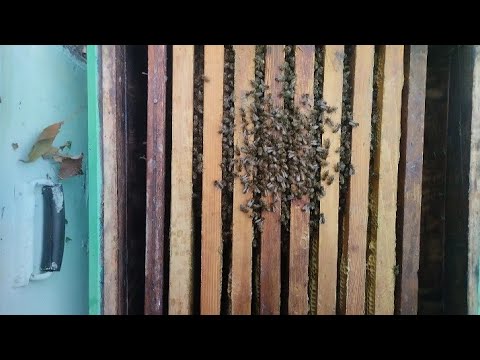 Видео: Как обработать пчел и сложить гнезда