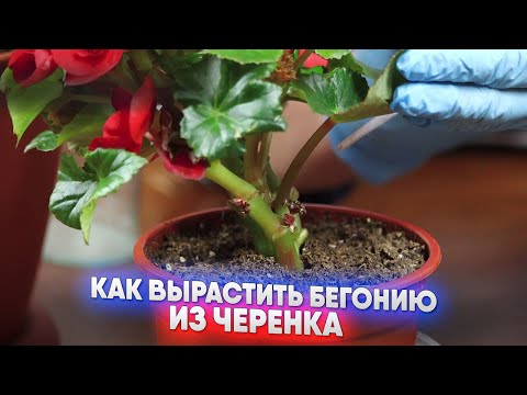 Видео: Как вырастить бегонию из черенка